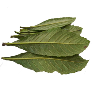 100% Organic Dried Loquat Leaves Chinese Natural Herbs Relieving Cough