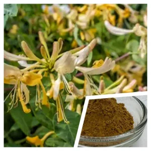 100% Pure Natural Honeysuckle Extract Pure Honeysuckle Extract Powder