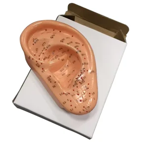 13cm Human Ear Acupuncture Model Professional Medical Acupuncture Ear with Acupuncture Points Ear Massage Model for Home Use