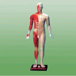 170 cm Human Acupuncture Model Full Body Teaching Mannequin for Medical Training Clinic Display