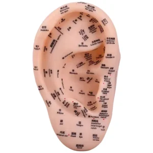 23cm Super Clear English Ear Acupuncture Model Soft Plastic Chinese Medicine Figure Acupuncture Points for Learning Zunyou ZY