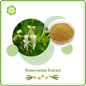 5%-98% Chlorogenic Acid Flos Lonicerae Extract Honeysuckle Extract
