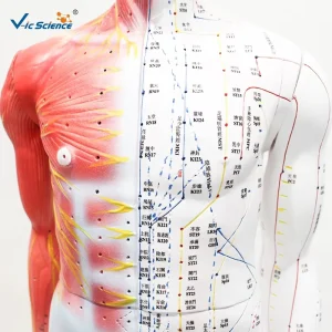 85CM Human Acupuncture Model with Half Side Muscle Anatomy Male Meridian Acupoint Teaching Model for TCM CE ISO ROHS CNAS