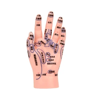 Acupuncture Reflexology Massage Hand Model PVC Material Human Male Female Acupoints Meridians Traditional Chinese Medicine