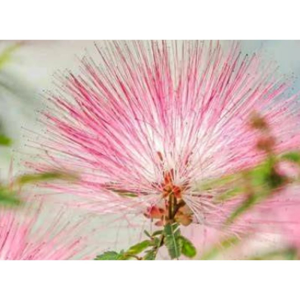 Albizia Julibrissin Extract Albizia Julibrissin Flower Extract