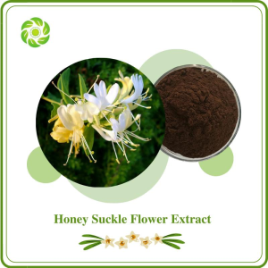 Anti Virus Natural Honeysuckle Flower Extract Honey Suckle Extract Chlorogenic Acids 5% 98% Lonicera Japonica Flower Extract Pharmaceutical & Food Grade