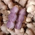 Authentic Black Ginger Root for Culinary Delights and Wellness 20%