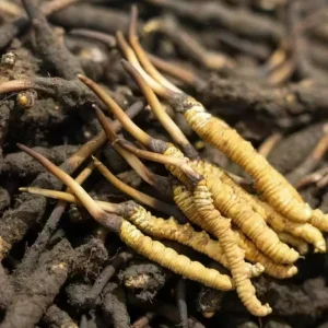 Authentic Cordyceps Sinensis (Tibet Nagqu) Dried Whole Cordyceps Directly From The Origin