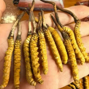 Authentic Natural Chinese Herbs Dried Cordyceps Cordyceps Sinensis of Tibet China