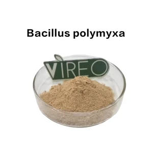 Bacillus Polymyxa Powder for Fruits Vegetables Grains Chinese Medicinal Herbs and Other Crops Enzyme Preparations 20 Billion CFU/g