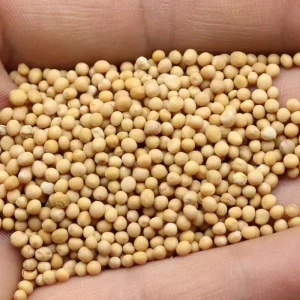 Bai Jie Zi Sinapis Albae Semen Chinese Herbal Plant Seeds