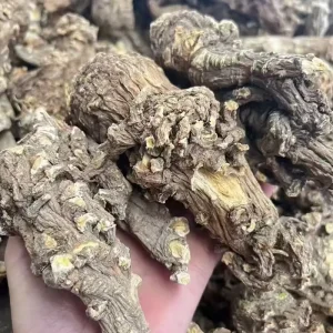 Base Angelica Chinese Angelica Roots Chinese Materials Dang Gui Angelica Sinensis Polysaccharides
