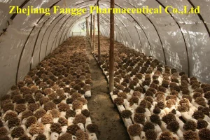 Birthplace of Chinese Mushrooms GMP and HACCP Certificate High Quality Edible and Medicine Fungi Maitake Mushroom Extract