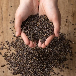 Black Highland Barley Whole Grain No Additives for Healthy Meals
