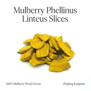 Bulk AD Phellinus Linteus Slices High Purity Mulberry Grown Medicinal Fungi Custom Size Packaging for Export