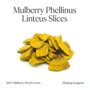 Bulk AD Phellinus Linteus Slices High Purity Mulberry Grown Medicinal Fungi Custom Size Packaging for Export