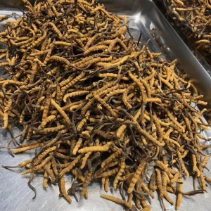 Bulk Cordyceps Militaris Mushroom Chinese Medicine Dried Cordyceps Sinensis