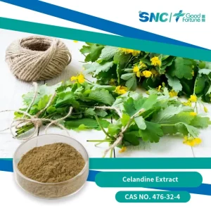 Celandine Extract Powder with Chelidonine