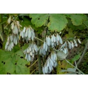 Chelerythrine Macleaya Cordata Extract