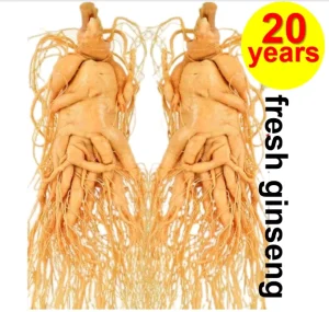 China Changbai Mountain Fresh keeping Ginseng Fresh Active Ginseng
