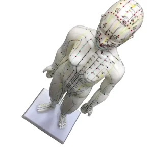 Chinese Acupuncture Model Female Body for Meridian and Extraordinary Points 48cm