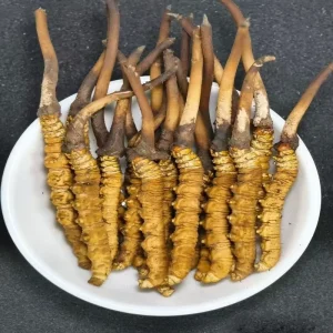 Chinese Cordyceps Sinensis Vitamin Active Herb for Immunity Boost Packaged in Glass Bottle Cultivo Cordyceps