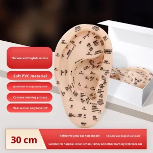 Chinese English Auricular Acupoint Model New National Standard PVC Material Traditional Chinese Medicine Ear Reflex Zone Mold