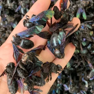 Chinese Herb Animal Medicine Xylocopa Dissimilis