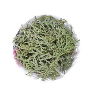 Chinese Herb Medicine Cacumen Biotae Platycladus Orientalis