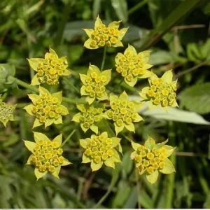 Chinese Herbal Chai Hu Bupleuri Radix P.E Powder Saikosaponins Bupleurum Root Extract