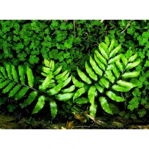 Chinese Herbal Extract Corydalis Yanhusuo Extract