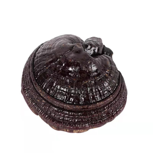 Chinese Herbal Medicine Black Ganoderma Lucidum Mushroomsganoderma Lucidum