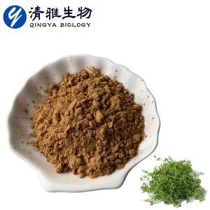 Chinese Herbal Medicine Ground Pepper Extract Thyme Powder Thyme Extract Thyme Leaf Extract Free Sample