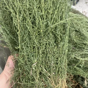 Chinese Herbal Medicine Herbs Herba Lycopodii
