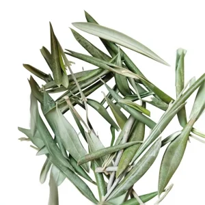 Chinese Herbal Tea Olive Leaf Raw Dried Bagged Tea Substitute Agricultural Products Kilogram Packaging