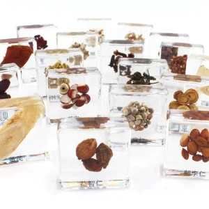 Chinese Herbs Collection Chinese Herbs Resin Insect Specimen Diy Toys Creative Gift