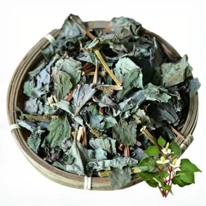 Chinese Medicinal Herbs Healthcare Product Fish Mint Houttuynia Cordata Natural Spice