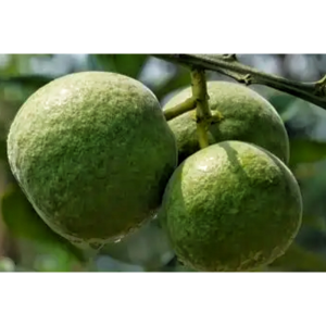 Chinese Medicine Citrus Reticulata Peel Extract