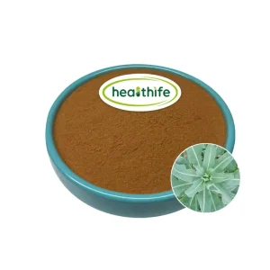 Chinese Traditional Herb Isatis Tinctoria Extract Powder 10:1 20:1 Isatis Root Extract
