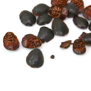 Chinese Traditional Herbal Medicine Dry Herb Tu Bie Chong Eupolyphaga Steleophaga