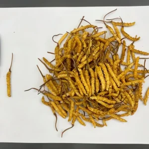Cordyceps Sinensis From China Supplied by Chinese Herbal Medicine Factory