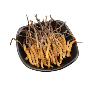 Cordyceps Tibet Dried Al Por Mayor Sinensis Extract Cordyceps Sinensis