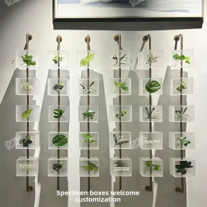 Custom Specimen Box Acrylic Plant Display Traditional Chinese Medicine -Wall for Artistic Decorative Installation Shell