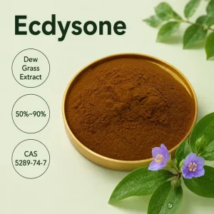 Dew Grass Extract Ecdysone Powder Natural Plant Dew Herb Extract 10% 90% Beta Ecdysone Powder