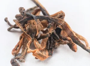 Di Long Pheretima Chinese Herbal Medicine Traditional Medical Dry Earthworm High Quality Chinese Medicine Natural Dry Earthworm