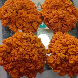 Dried Golden Ear Fungus Jin Er Mushroom (Tremella aurantialba)