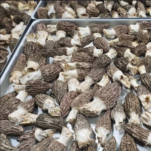 Dried Organic Morchella Esculenta Morel First Crop Foodservice Grade From China