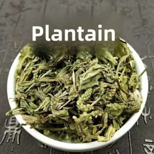 Dried Plantain Herb 500g for Tea & Herbal Remedy Chinese Traditional Medicine