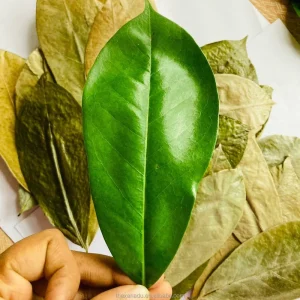 Dried Soursop Leaf Graviola Guanabana Tisane Tea Vacuum Bulk Pack