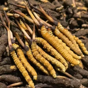 Dried Top Grade Tibet Cordyceps Sinensis High Quality Cordyceps Militaris Mycelia